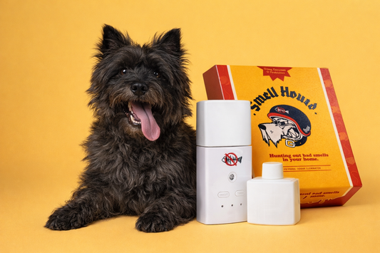 Why Pet Odour Keeps Coming Back (And How to Actually Get Rid of It)
